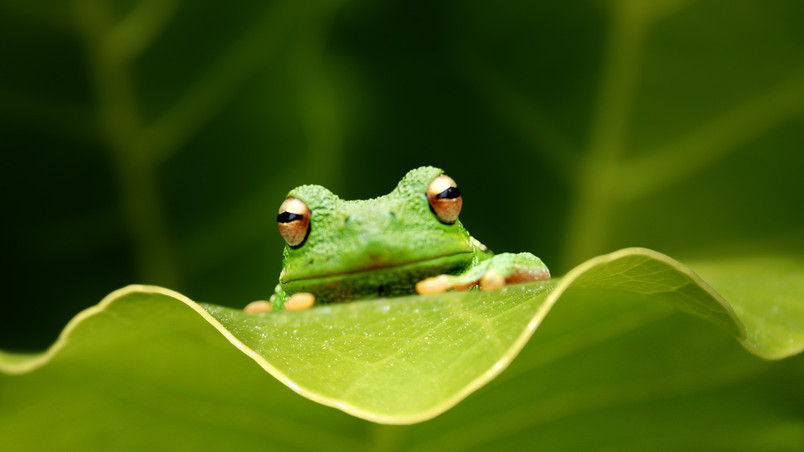 Cute Green Frog wallpaper