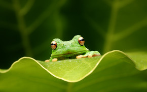 Cute Green Frog wallpaper
