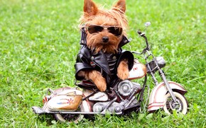 Cool Dog Style wallpaper
