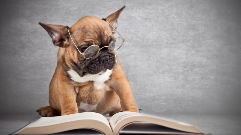 Dog Reading wallpaper