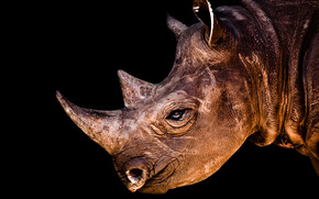 Rhino Face wallpaper