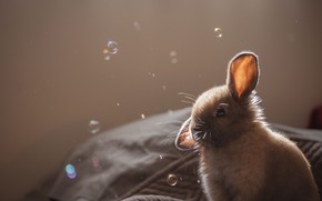 Cute Brown Bunny wallpaper