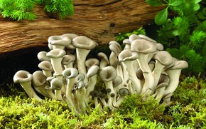 Fresh Mushrooms wallpaper