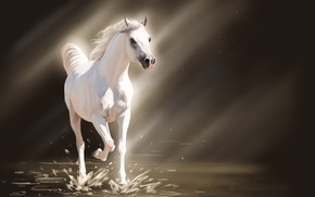 White Young Horse wallpaper