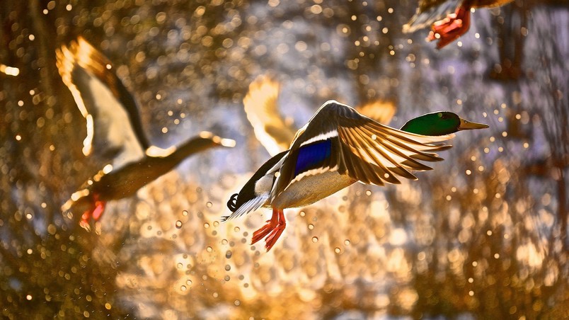 Duck Flying HD Wallpaper - WallpaperFX