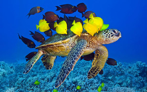 Turtle and Fishes wallpaper