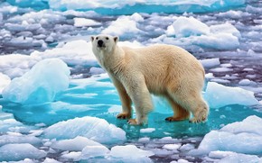 Polar Bear in Norway wallpaper