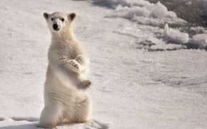 Curious Polar Bear wallpaper