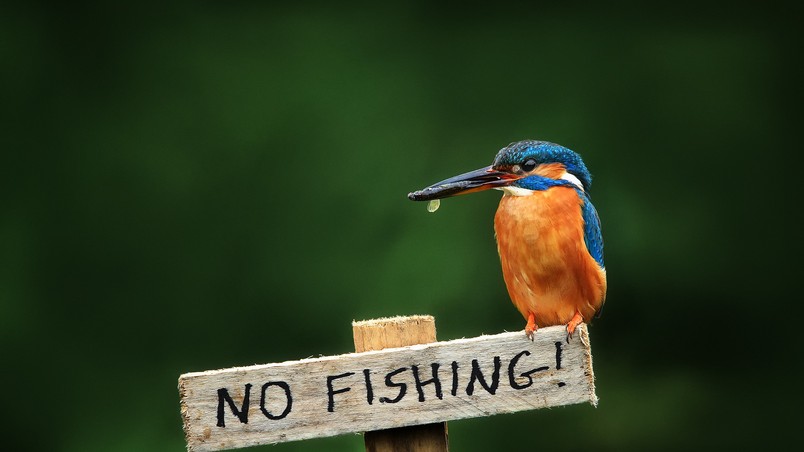 No Fishing wallpaper