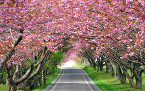Splendid Cherry Blossom wallpaper