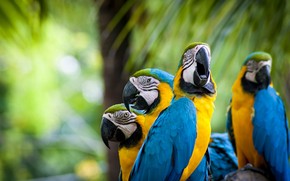Beautiful Parrots Family wallpaper