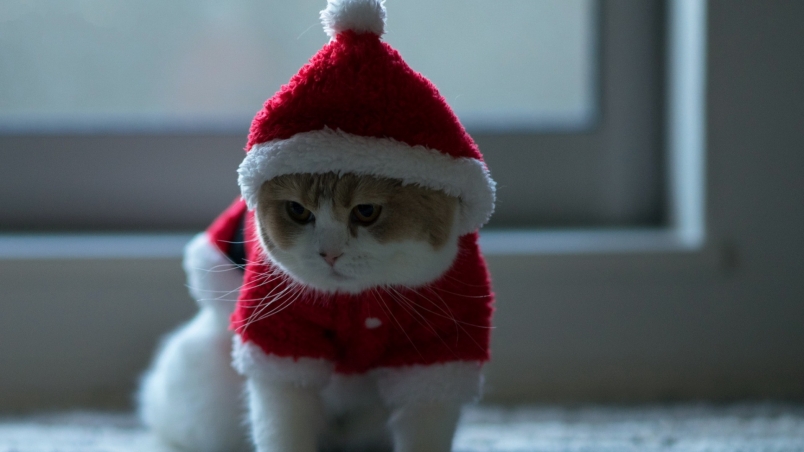 Little Kitty Ready for Christmas wallpaper