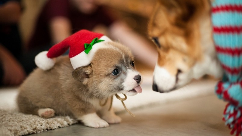 Lovely Puppy Santa  wallpaper