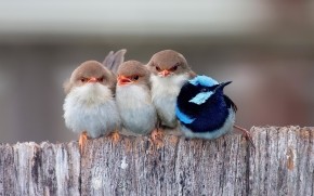 Cute Little Birds wallpaper