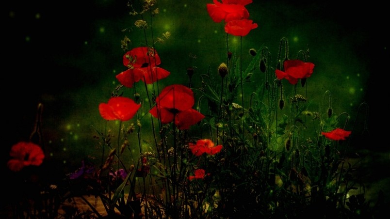 Red Poppies wallpaper