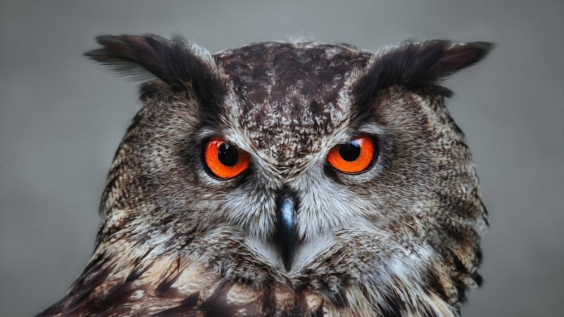 Orange Eyed Owl wallpaper