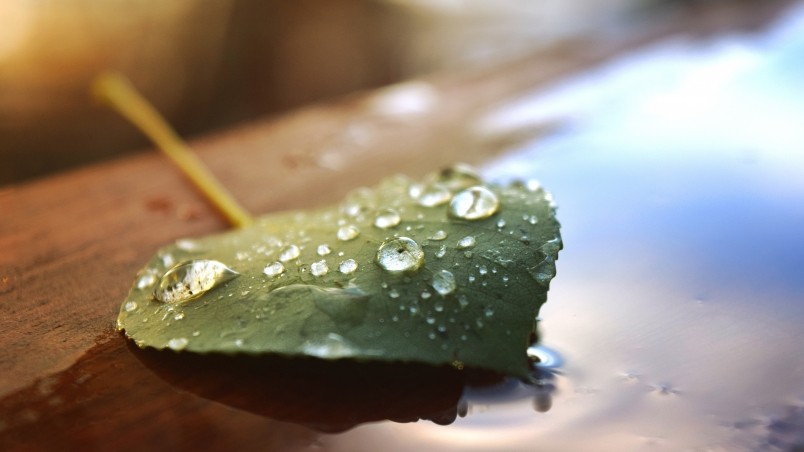 Beautiful Water Drops on a Leaf wallpaper
