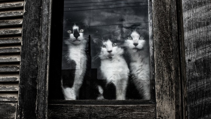 Cats Sitting at Window wallpaper