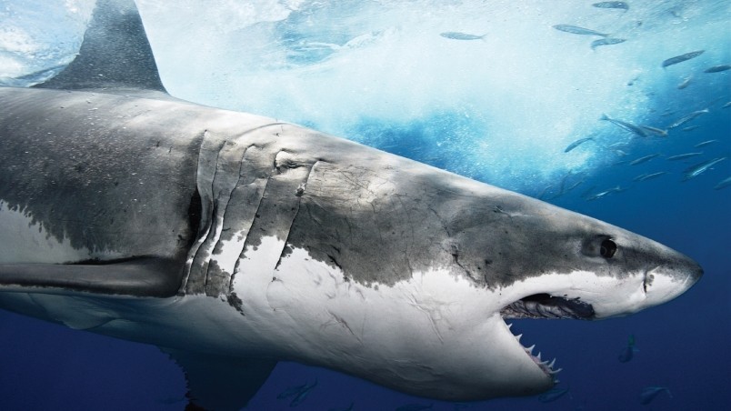 Big Shark Profile wallpaper