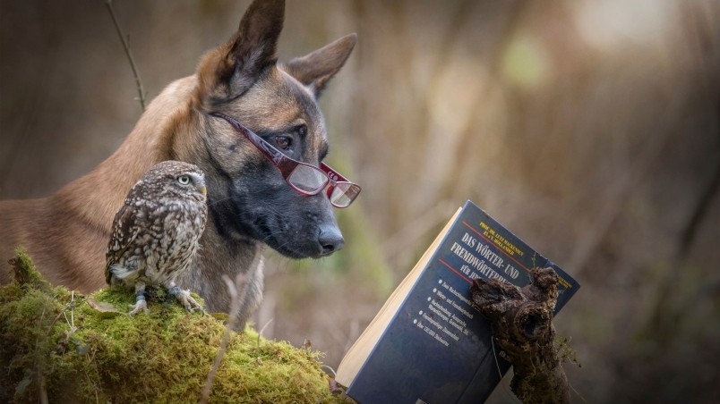 Dog and Owl Reading a Book HD Wallpaper - WallpaperFX