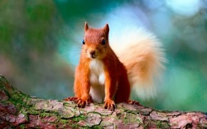 Cute Red Squirrel wallpaper