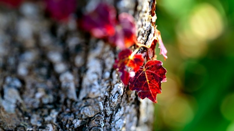 Red Autumn Leaves wallpaper