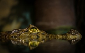 Crocodile wallpaper