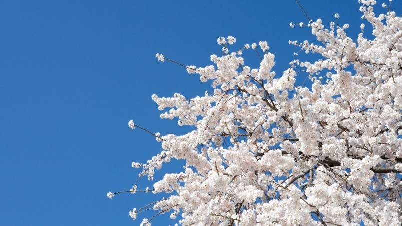 Cherry Blossom Tree White Background