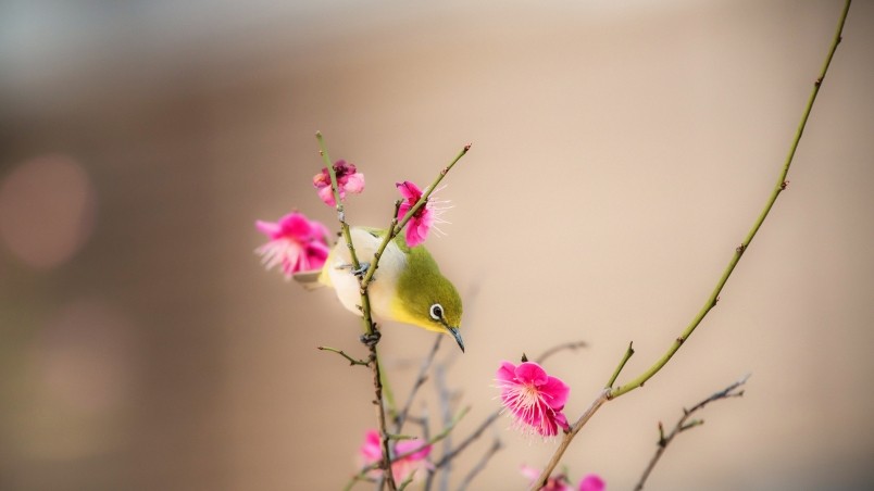 Little Bird on a Branch wallpaper