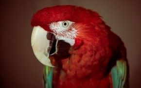 Red Parrot wallpaper