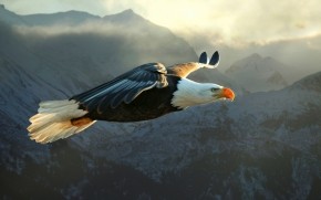 Big Eagle Flying wallpaper