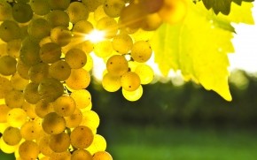 Golden Grapes wallpaper