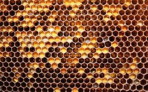 Bee Honeycomb wallpaper