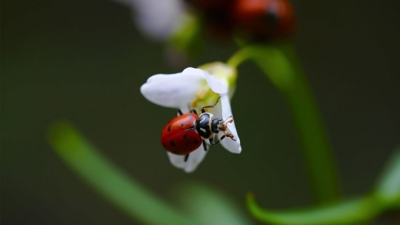 Ladybug on White Flower wallpaper
