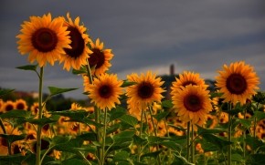 Sunflowers Field wallpaper