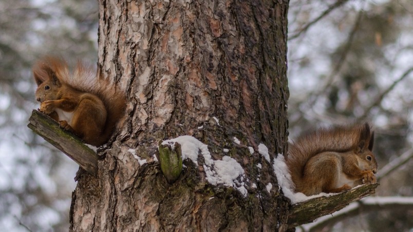 Squirrels Eating Nuts wallpaper