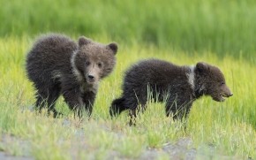 Baby Bears wallpaper