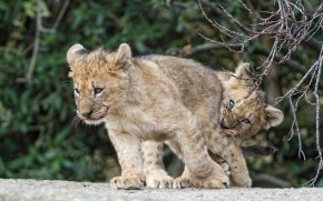 Lion Cubs Playing wallpaper