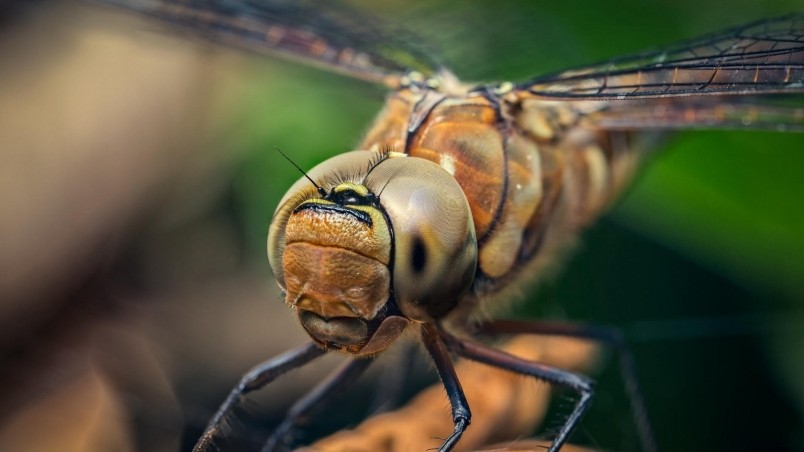 Dragonfly Macro Photo wallpaper