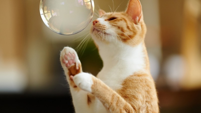Cat Playing with Bubble wallpaper