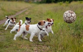 Dogs Playing Football wallpaper