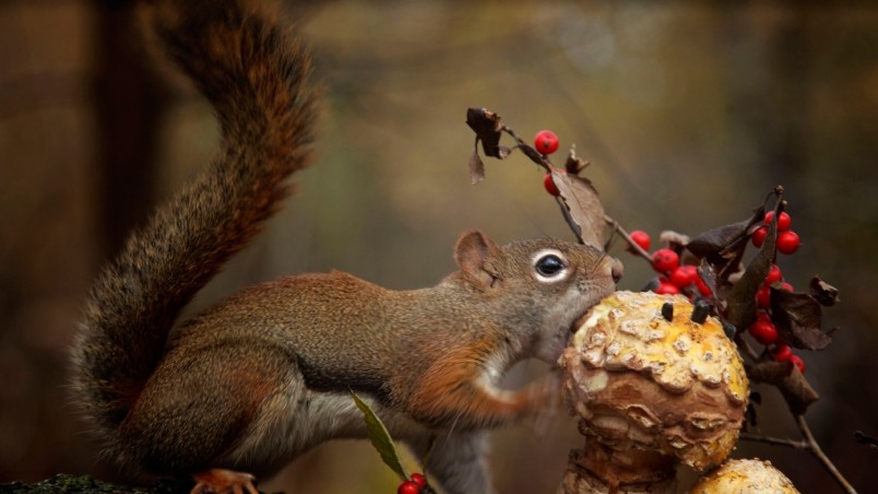Squirrel Eating a Mushroom wallpaper