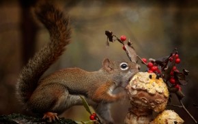 Squirrel Eating a Mushroom wallpaper