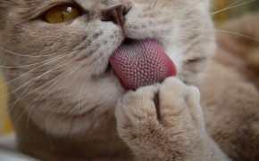 Cat Cleaning Itself  wallpaper