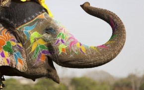 Colored Elephant wallpaper