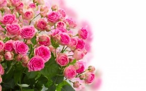 Pink Roses Bouquet wallpaper