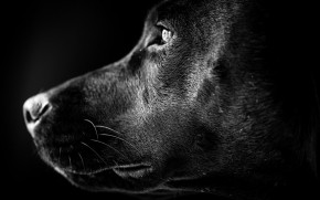 Black Labrador Profile wallpaper