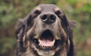 Yawning Dog wallpaper