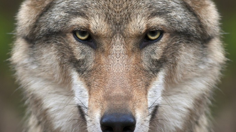 Wolf Face wallpaper