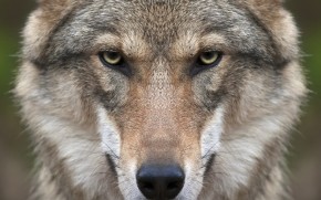 Wolf Face wallpaper